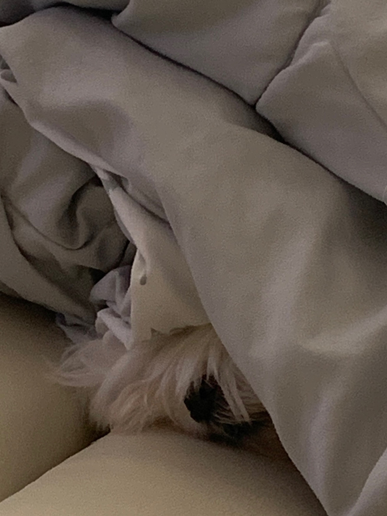 Post image null