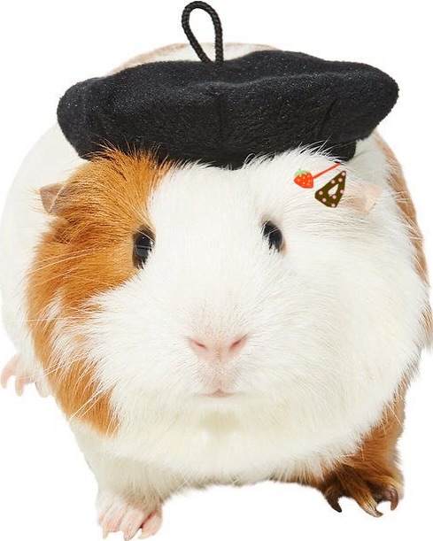 Post image  of IVE