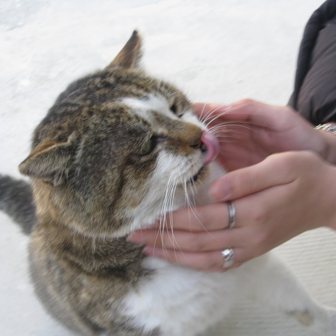 Post image  of MEOVV