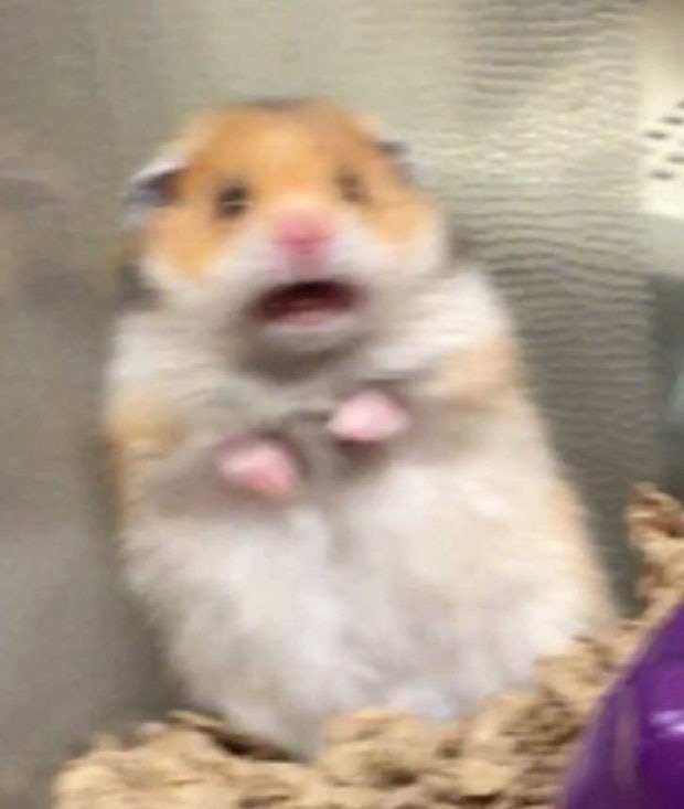 Post image  of BABYMONSTER